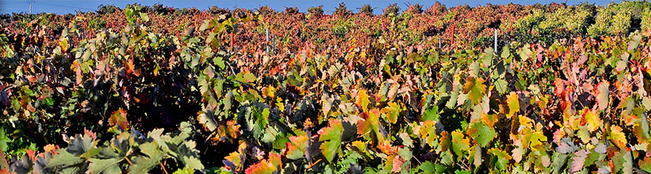 Altos de Rioja