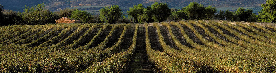 Viñas del Vero