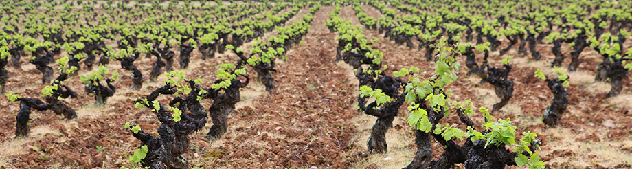 Bodegas Peique