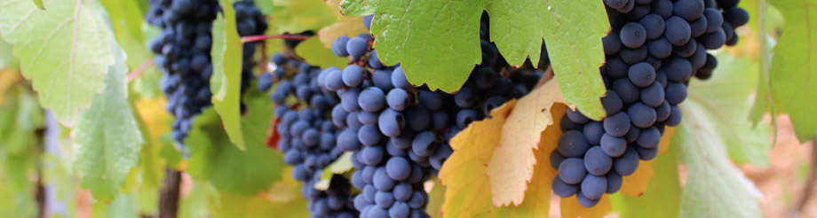 Bodegas Peláez