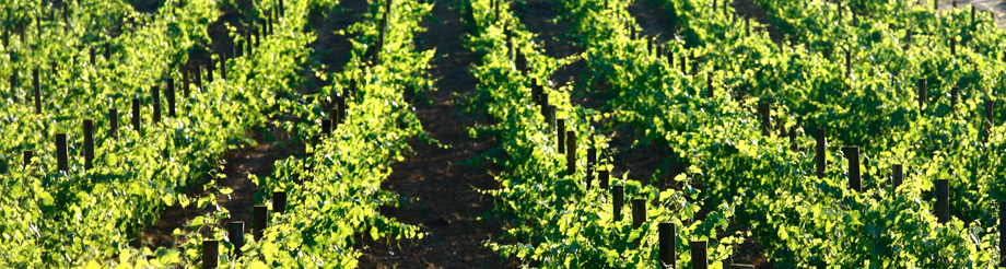 Bodegas Vetus