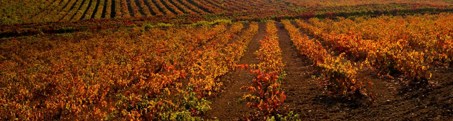 Crápula Wines