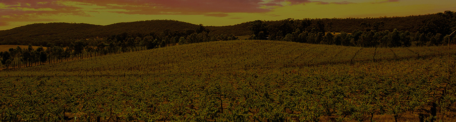 Domaine Tournon