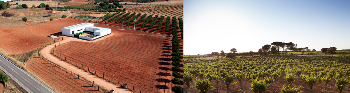 Bodegas y Viñedos Ponce