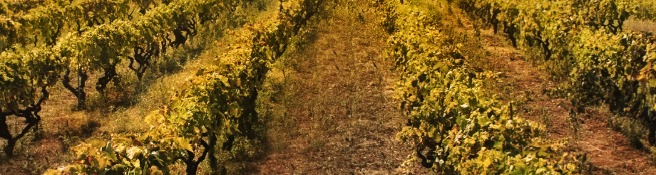Bodegas Valdrinal