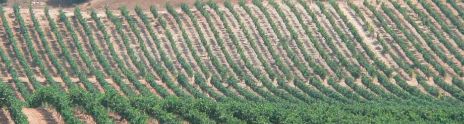 Viñas del Jaro