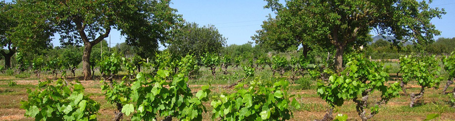Terra de Falanis