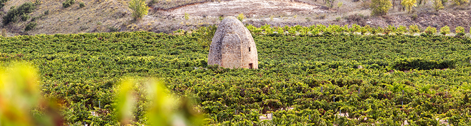 Viñedos Sierra Cantabria